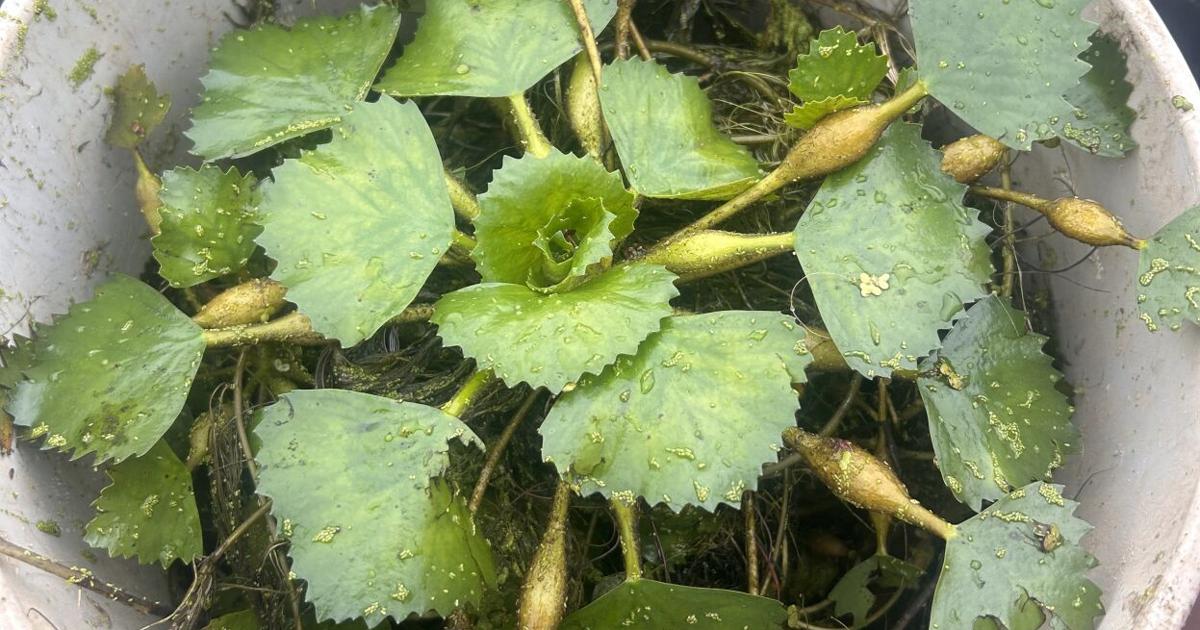 Invasive water chestnut discovered in Clear Lake; first detection in Crawford County