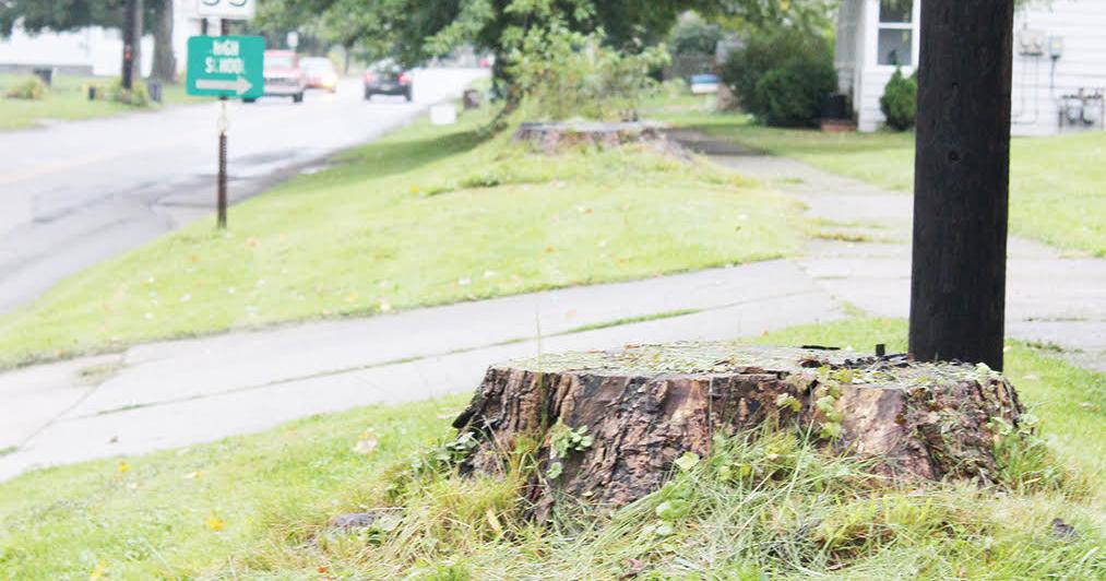 Gateway tree stump removal on the horizon | News | thecorryjournal.com
