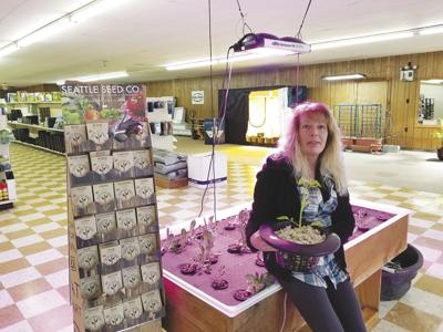 Northern Lights Hydroponics Finds Light In Adverse Weather News Thecorryjournal Com