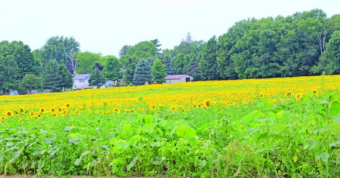 Sunflower Festival set for Aug. 9-15