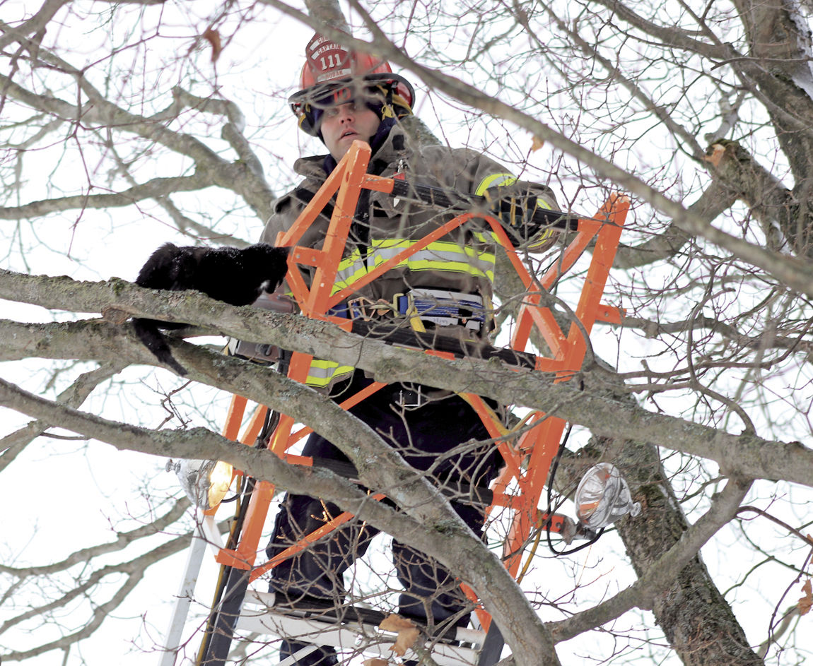 cat in a tree rescue