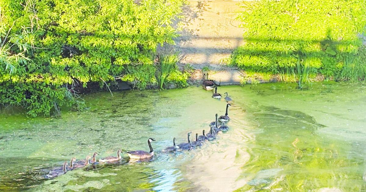 Spartansburg council hears of invasive species spreading at Clear Lake