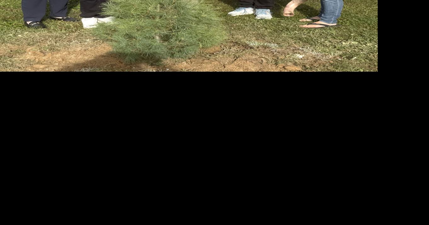 'Peace Tree' planted at Redbank Valley Park