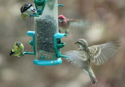 Simple Ways To Attract Birds To Your Backyard Local News