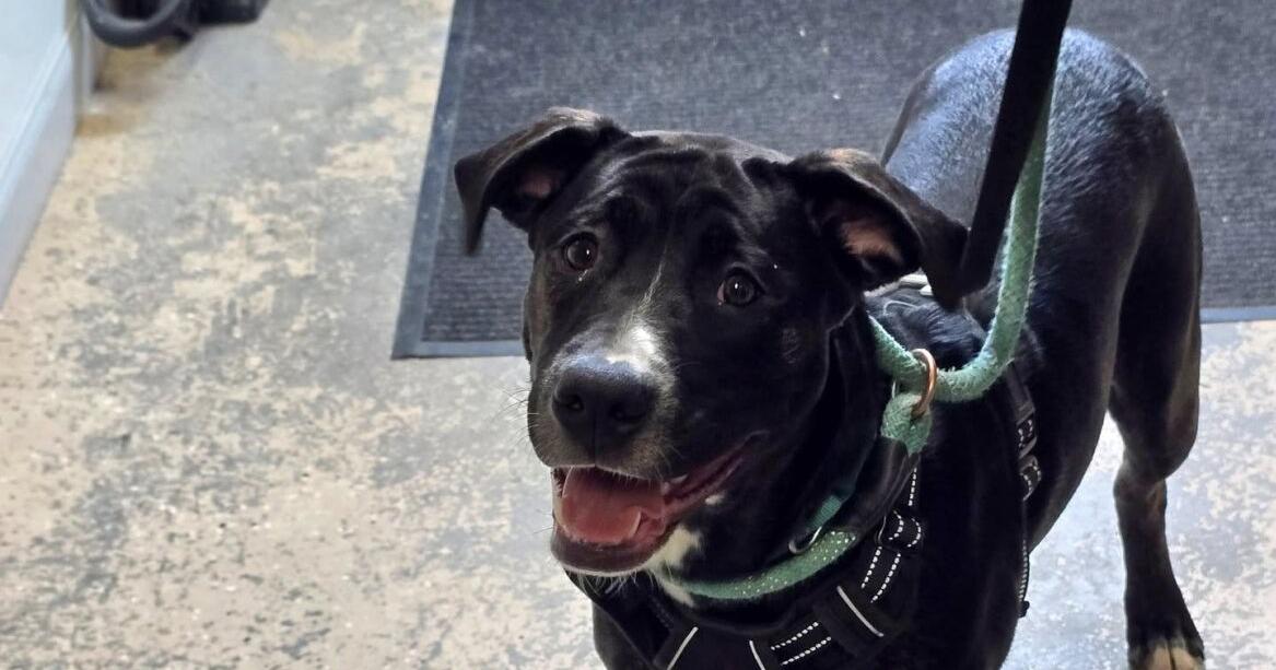 FUREVER HOMES: Pets of the Week