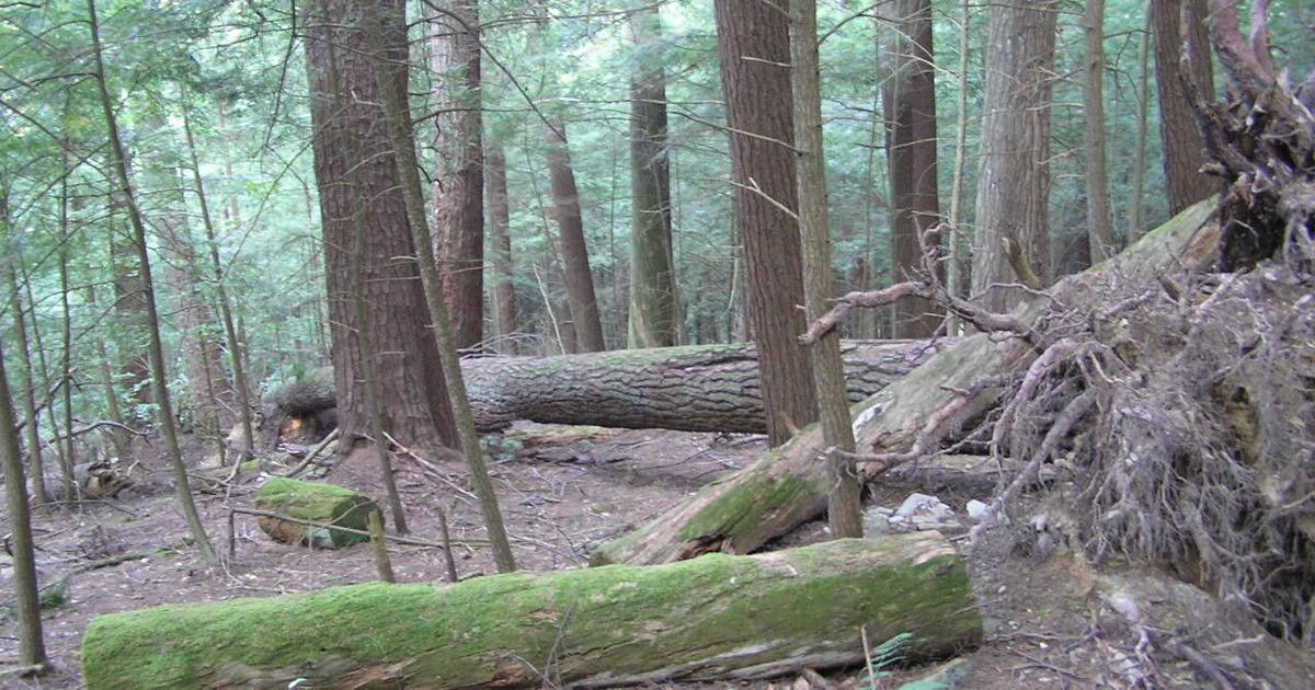 Taking a hike in Cook Forest Longfellow trail offers walk through forest cathedral and water fountain