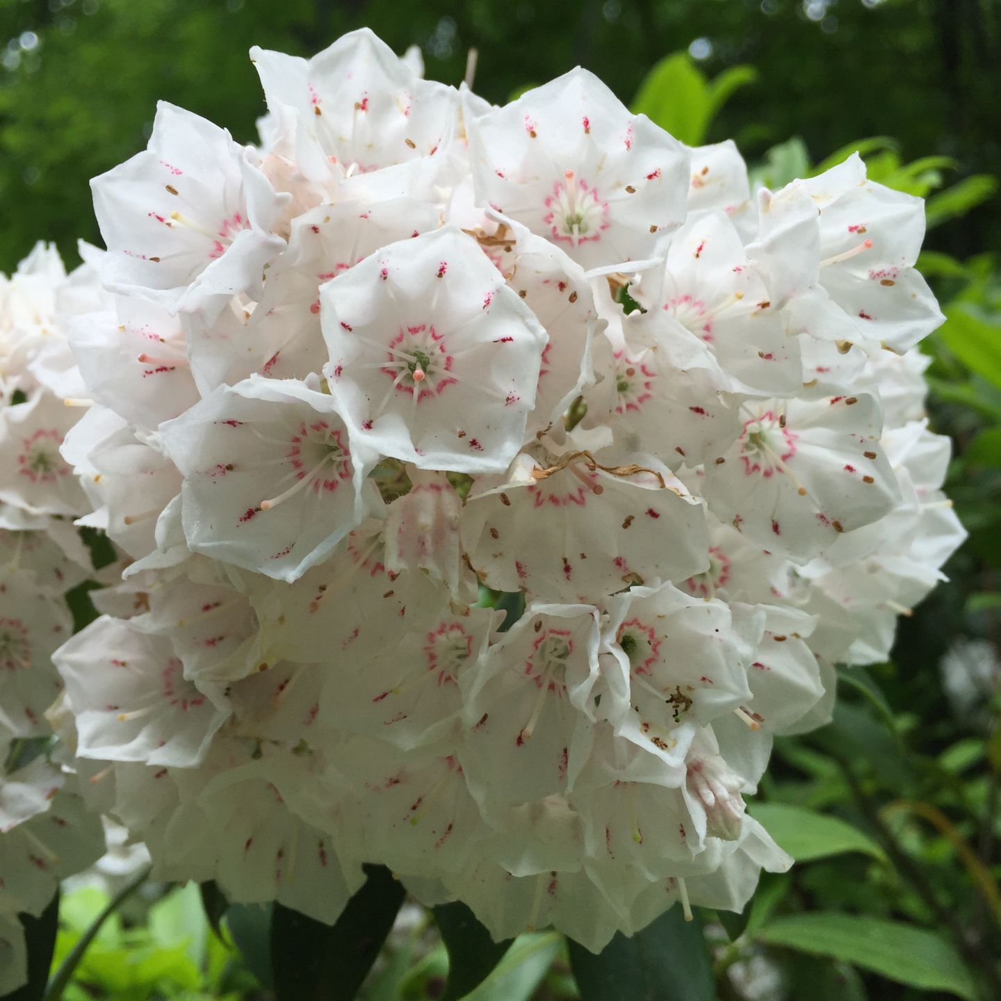 Get Out Mountain Laurel In Bloom Local Thecourierexpress Com
