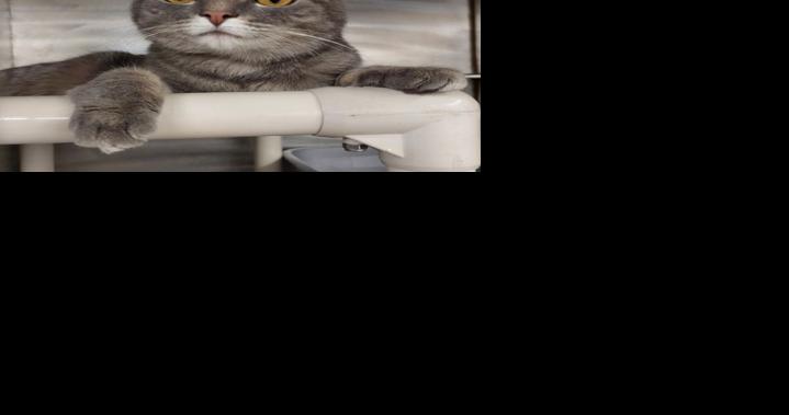 FUREVER HOMES: Pets of the Week - Vimarsana News