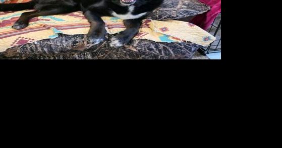 FUREVER HOMES: Pets of the Week - Vimarsana News