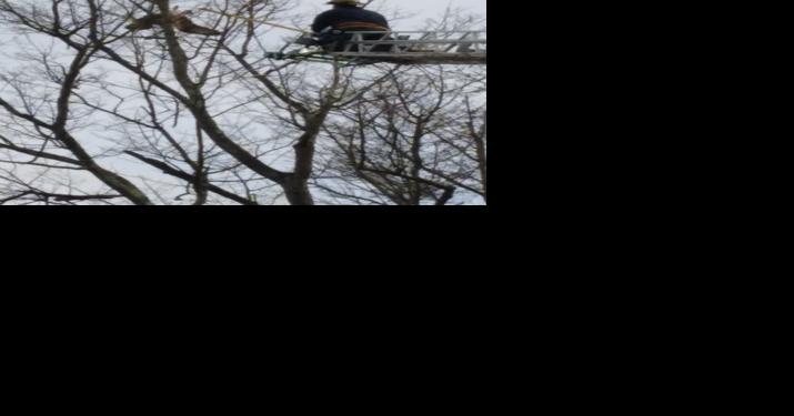 Area firemen rescue osprey stuck in tree at Kyle Lake - Vimarsana News