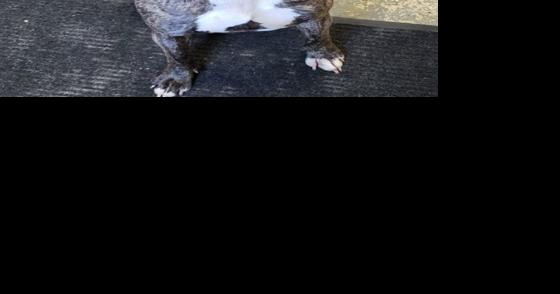 FUREVER HOMES: Pets of the Week - Vimarsana News