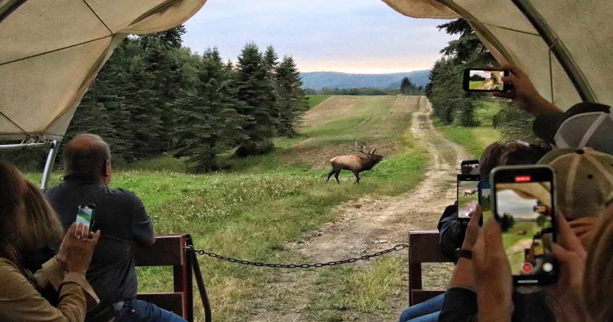 Elk Camel Ride Elk country wagon rides offer front row seat to 'rut season' | News ...