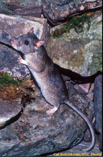 Wood Rats Identification Pa. endangered species series: Allegheny woodrat | Local ...