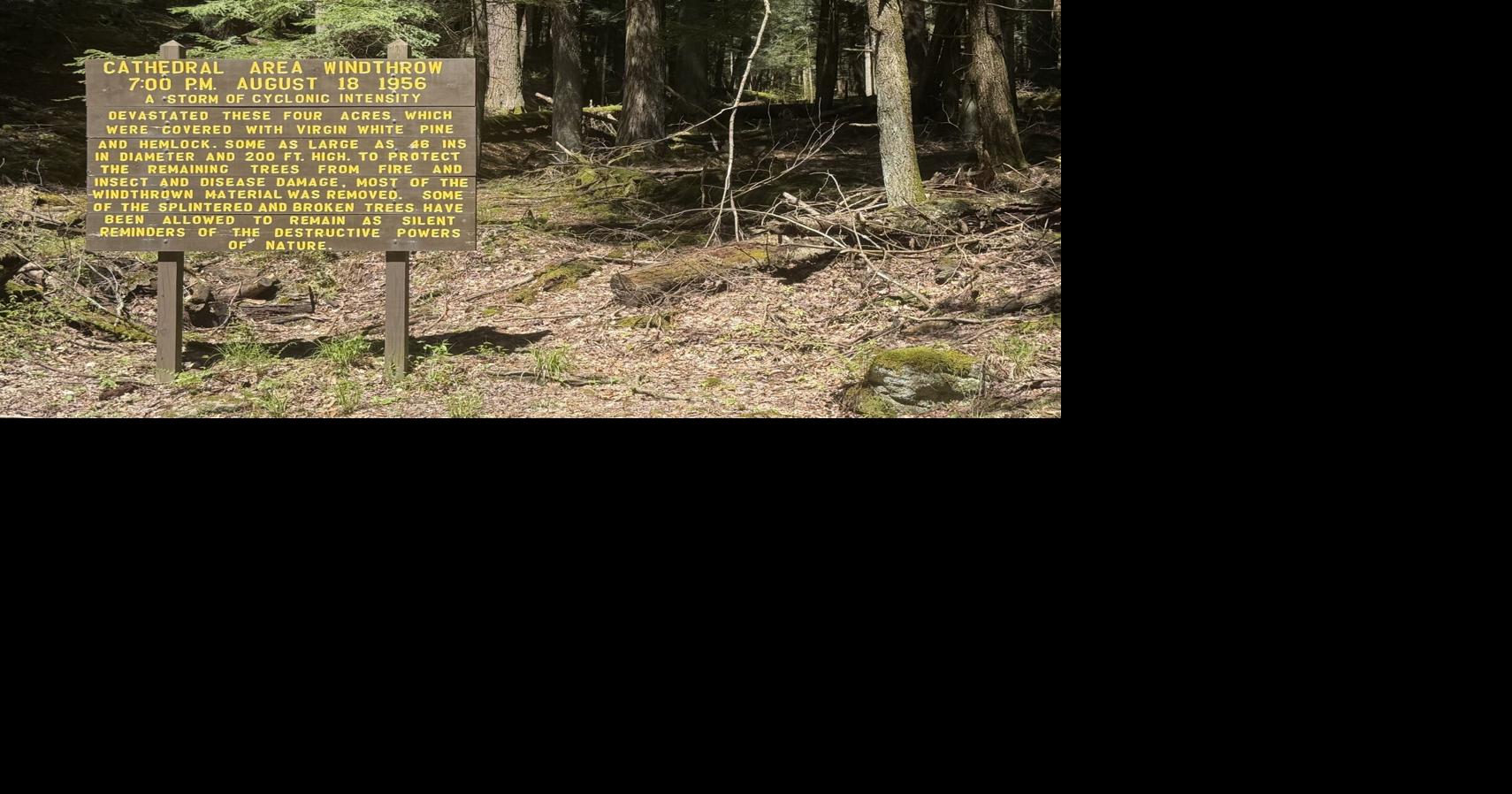 COOK FOREST SECTION: Tornado scars remain in Cook Forest areas