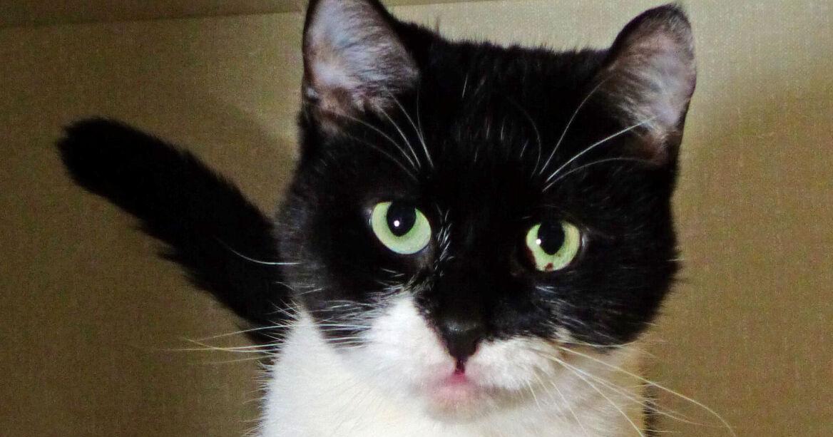 FUREVER HOMES: Pets of the Week