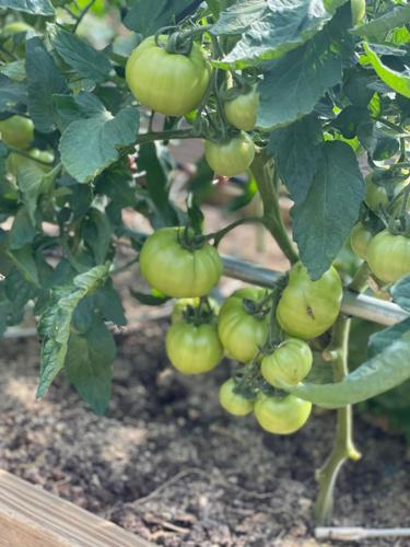 Green tomato plant