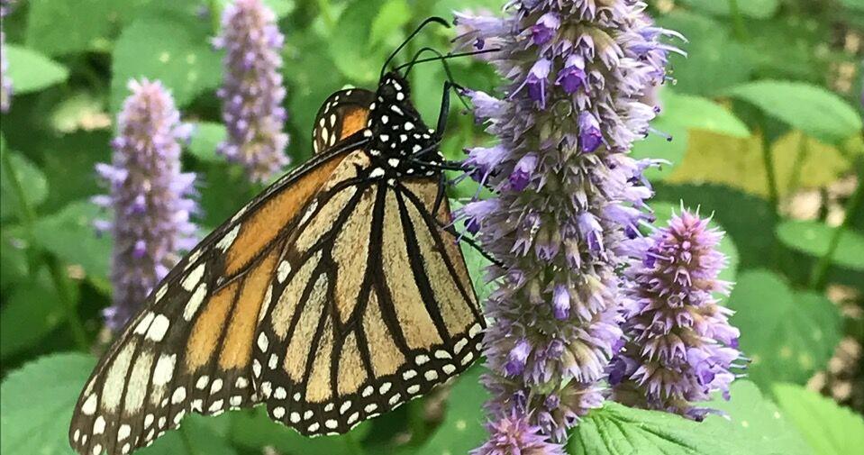 Pollinators Vip Gardening for birds and pollinators | Lifestyle | thecourierexpress.com