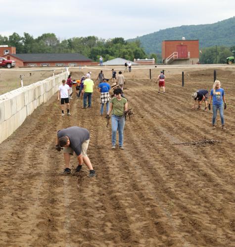 Pitt-Bradford students plant reed beds at sewage treatment plant ...