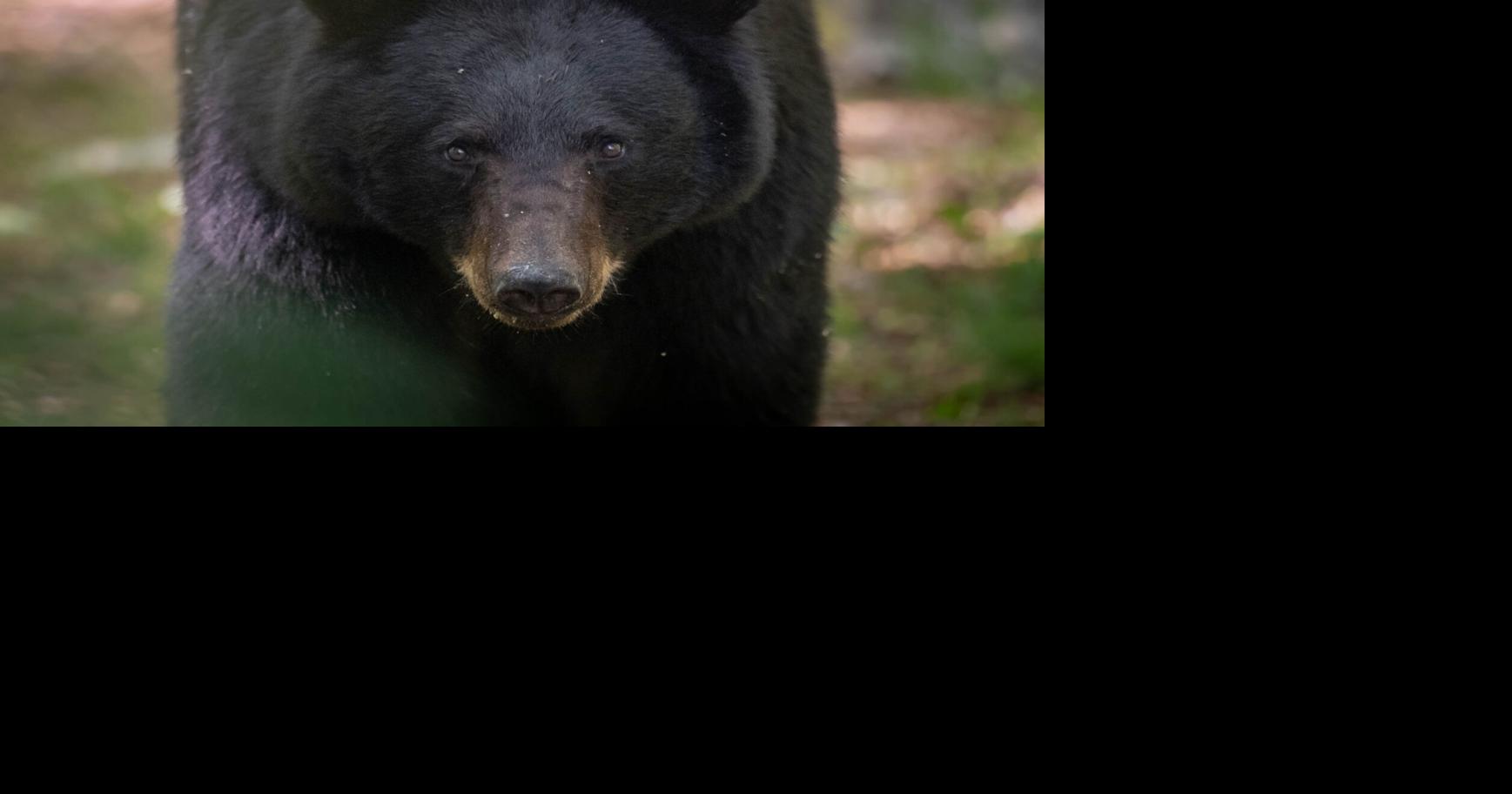 GATEWAY OUTDOORS: Avoiding conflict with wildlife