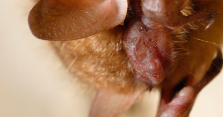 Pa. endangered species series: Tricolored bat | Local Pa. endangered species series: Tricolored bat | Local