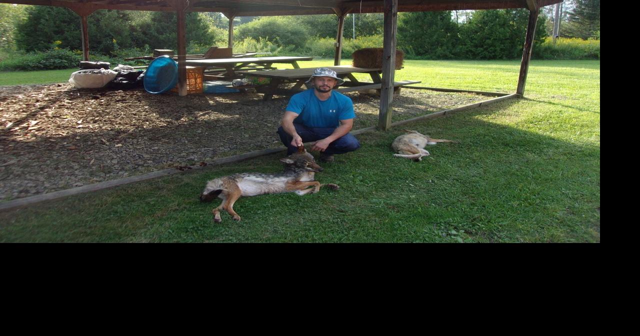 Rolfe Beagle Club to offer winter Coyote and Fox Hunt or Trap News