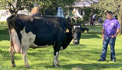 L-V VIDEO: Cow Loose In South Bethlehem