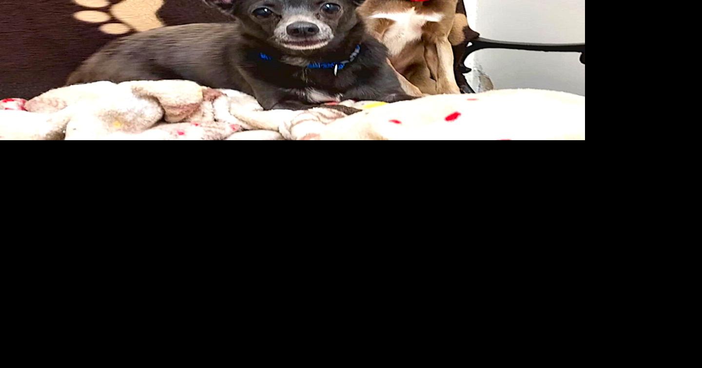 FUREVER HOMES: Pets of the Week