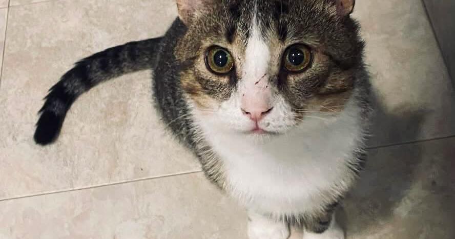 FUREVER HOMES: Pets of the Week