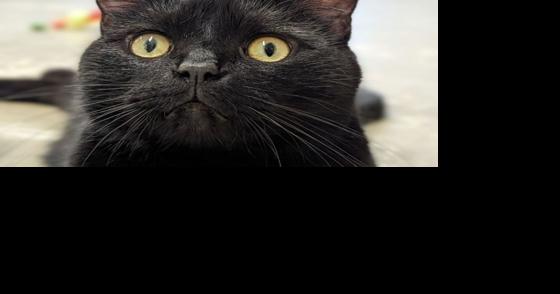 FUREVER HOMES: Pets of the Week - Vimarsana News