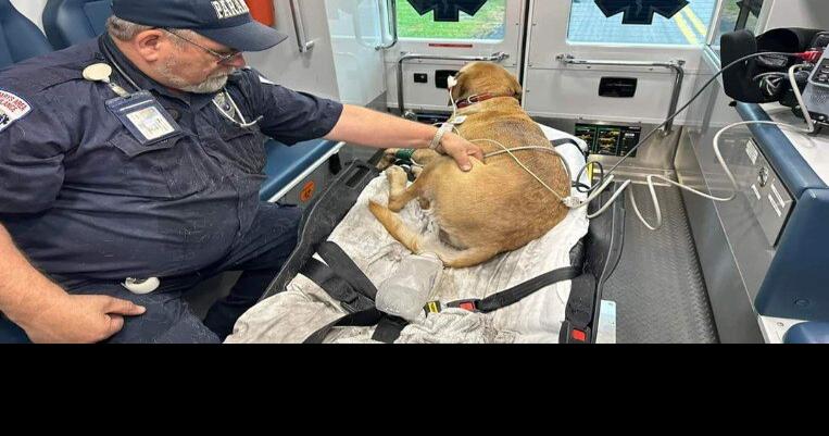 Family displaced following Monday morning fire in St. Marys, four dogs rescued | News