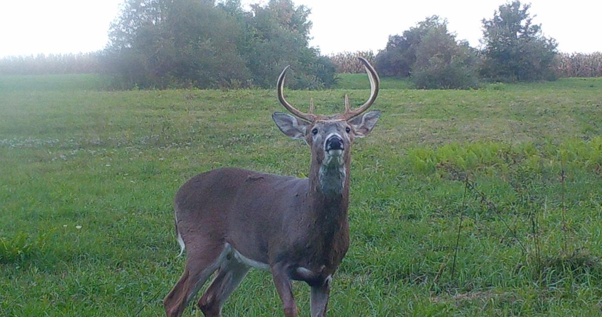 Pa. hunting licenses go on sale June 13 Local