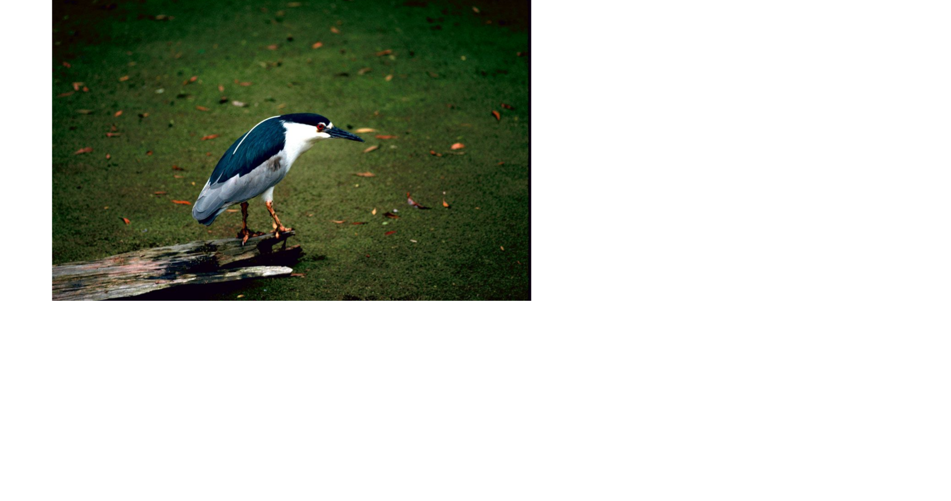 Pa. endangered species series Blackcrowned night heron Local