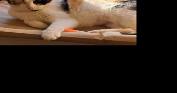 FUREVER HOMES: Pets of the Week - Vimarsana News