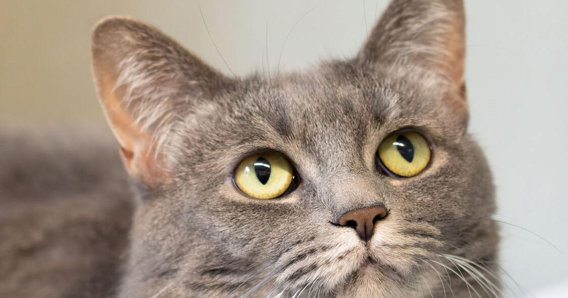 FUREVER HOMES: Pets of the Week | Local - The Courier Express