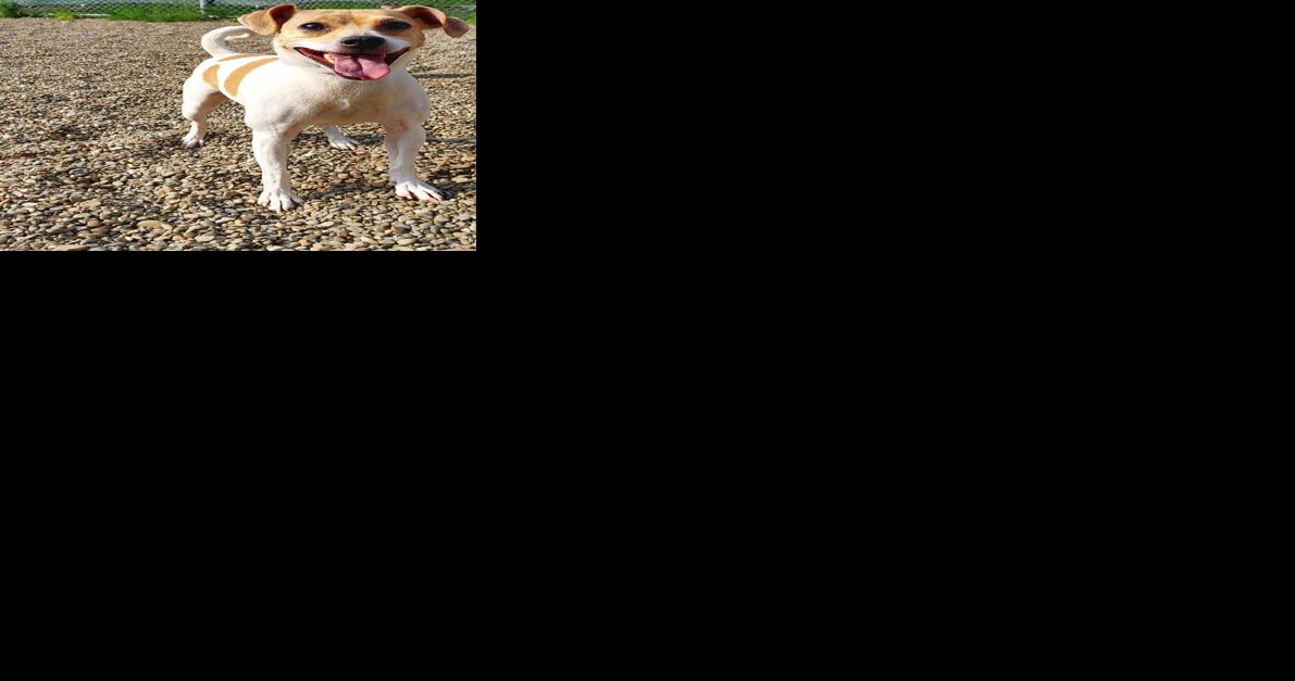 FUREVER HOMES: Pets of the Week - Vimarsana News