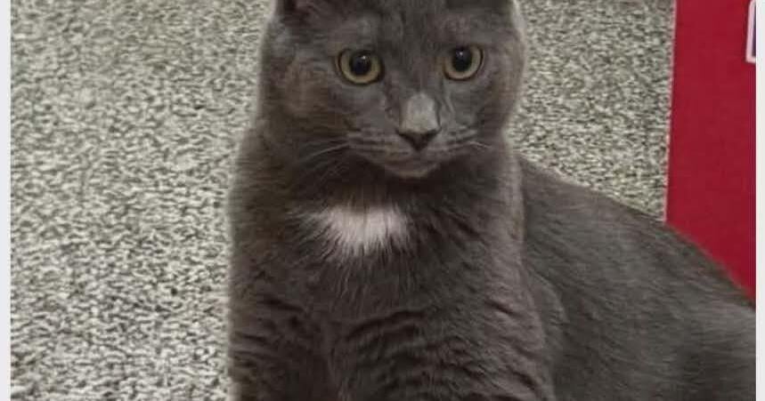 FUREVER HOMES: Pets of the Week