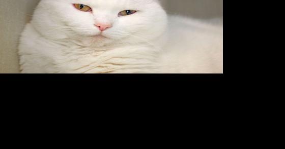 FUREVER HOMES: Pets of the Week - Vimarsana News