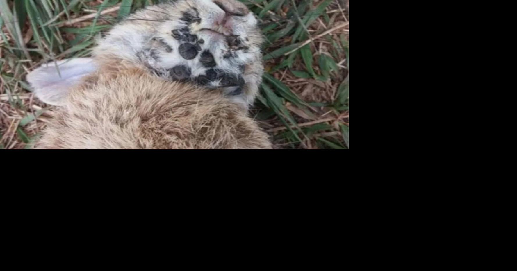 Why are Colorado rabbits growing tentacles and horns ...