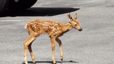 Local wildlife officials shed light on deer-related calls