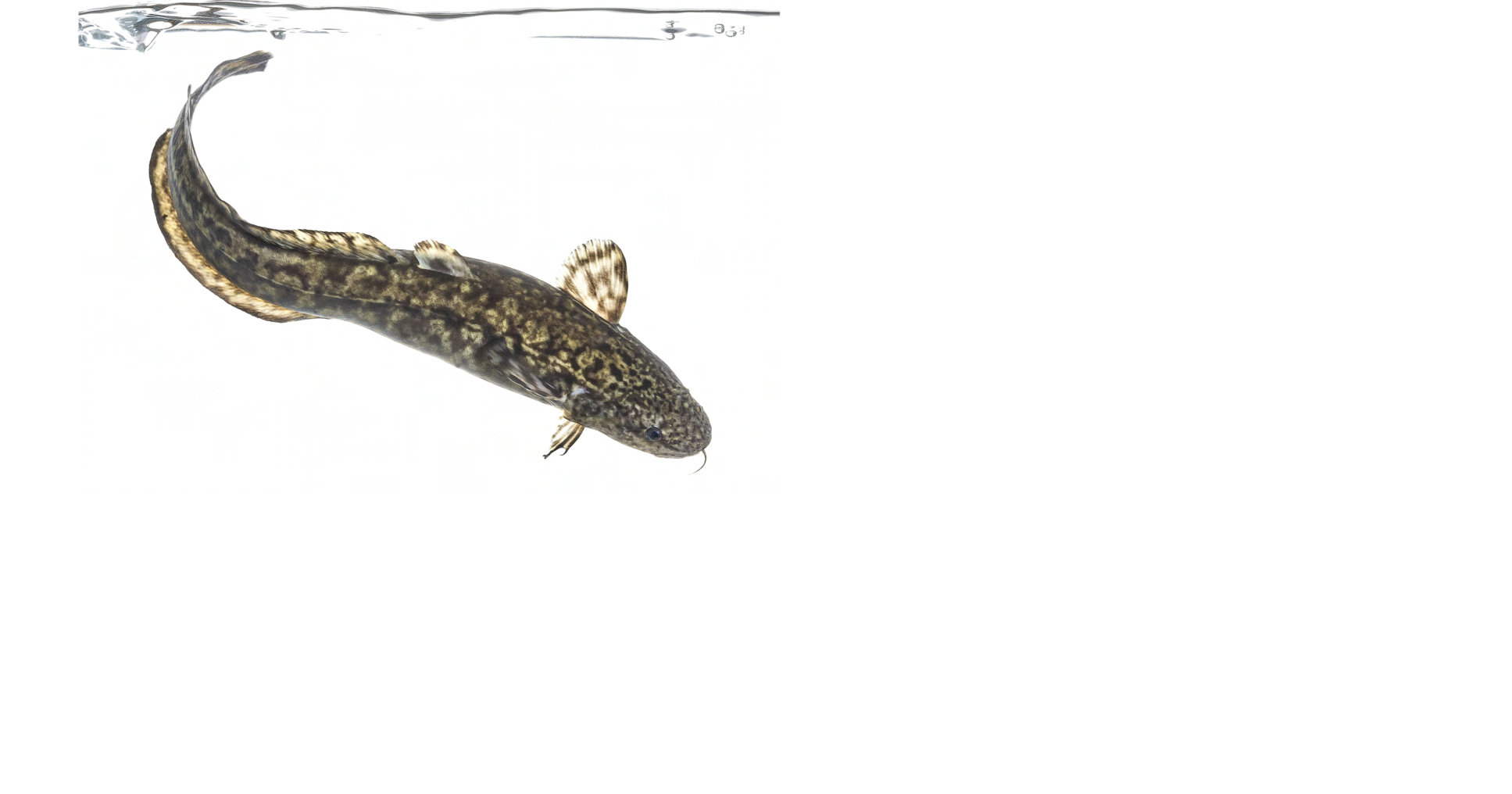 Pa. endangered species series: Burbot | Local | thecourierexpress.com