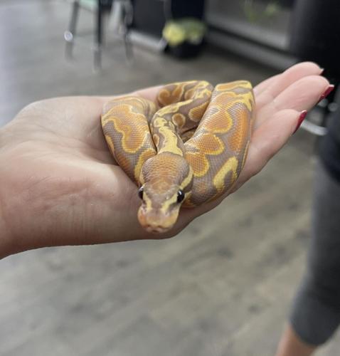 Bail Python St. Marys business owners aim to educate and advocate for reptiles ...