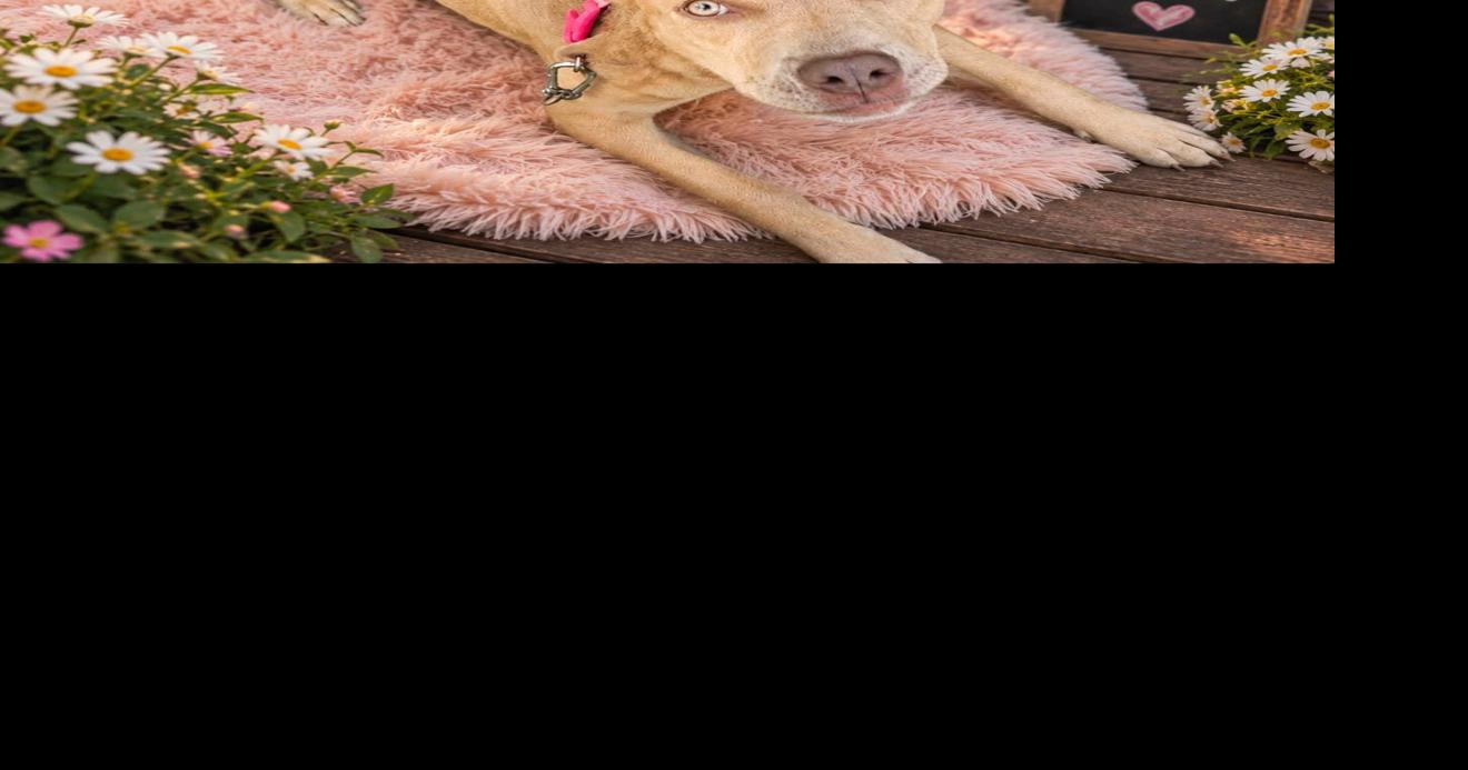 FUREVER HOMES: Pets of the Week