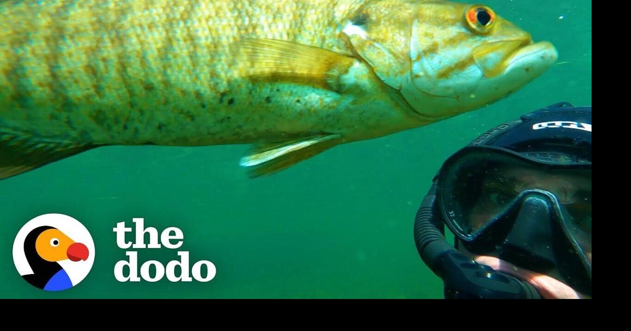 Wild Fish Finds Diver Whenever He Makes This Noise | The Dodo | Pets ...