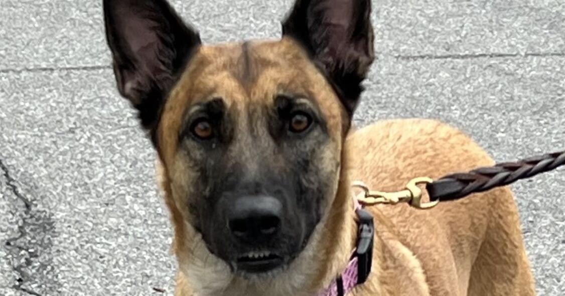 FUREVER HOMES: Pets of the Week