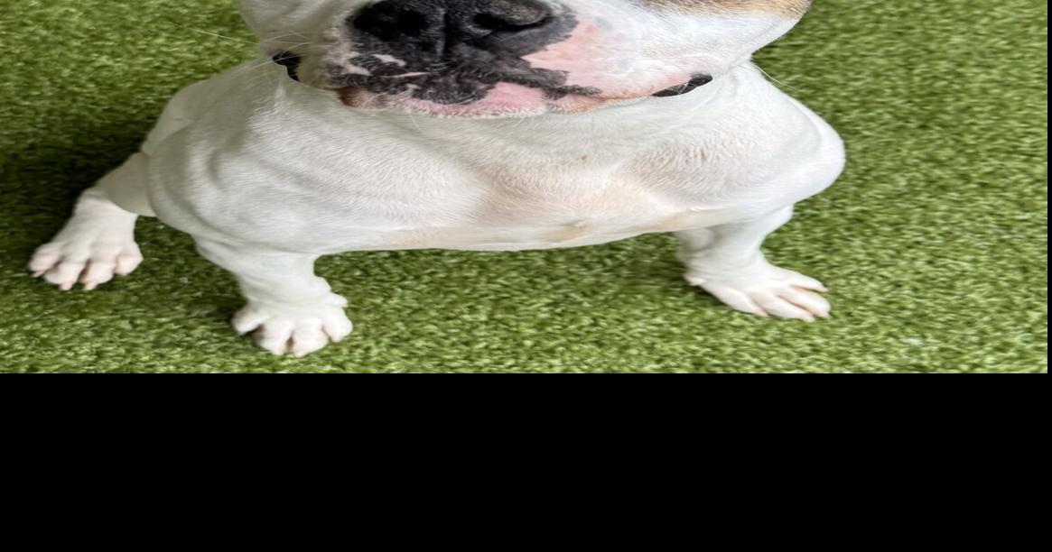FUREVER HOMES: Pets of the Week | News