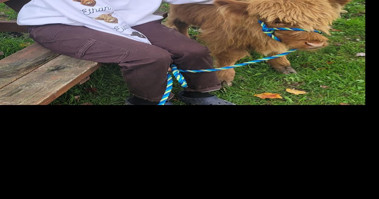 Milo the Highland calf brings smiles and healing to area nursing homes ...