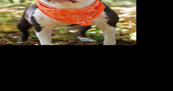 FUREVER HOMES: Pets of the Week - Vimarsana News