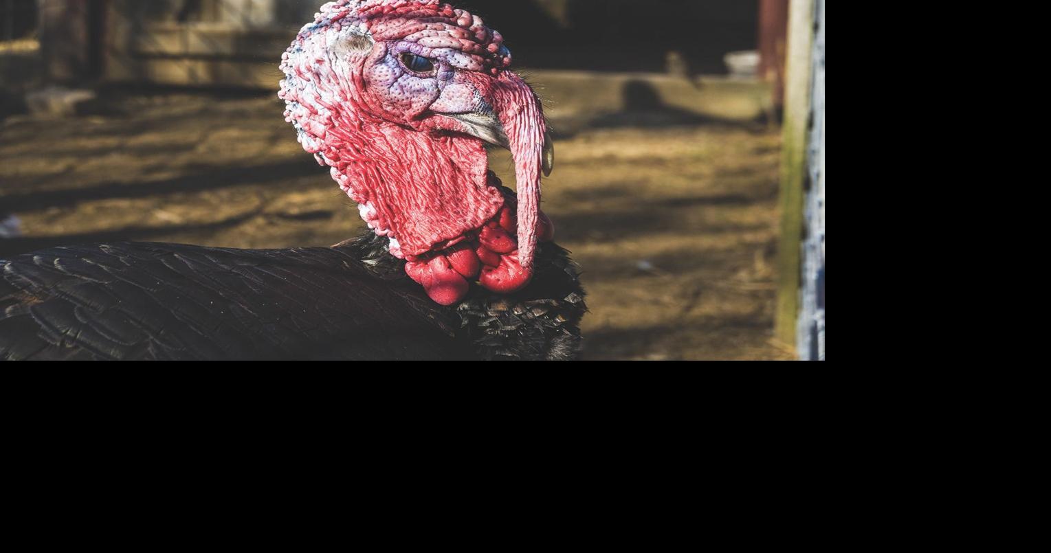 Fall Turkey Season Opens Today in Most States New Sile Agva