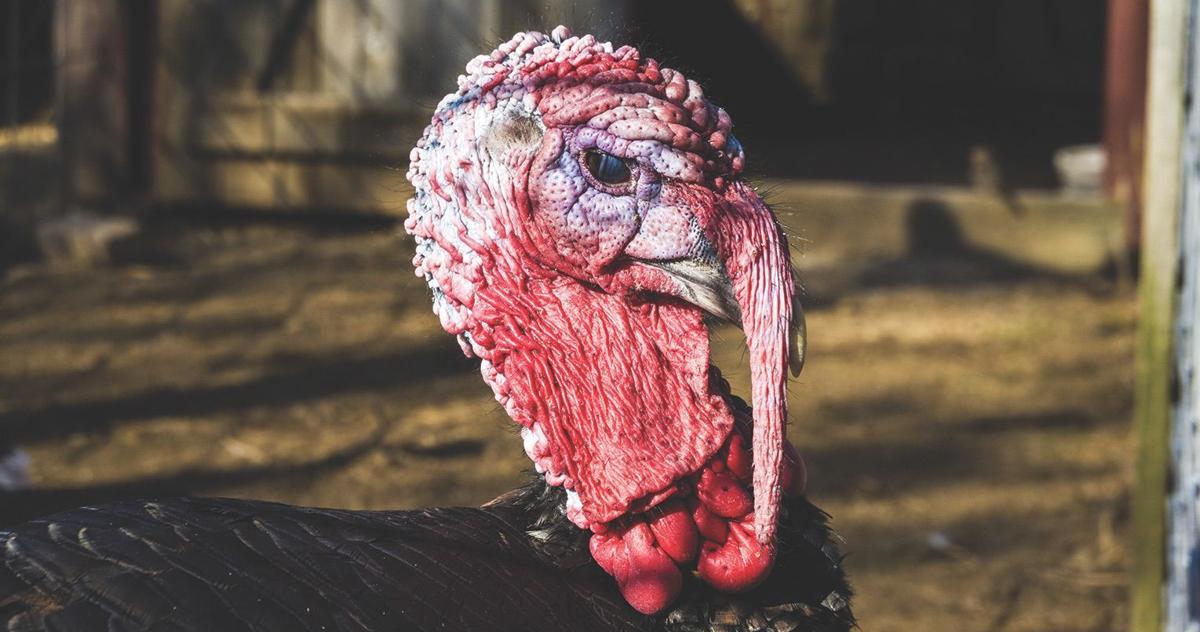 Fall Turkey Season Opens Today in Most States New Sile Agva