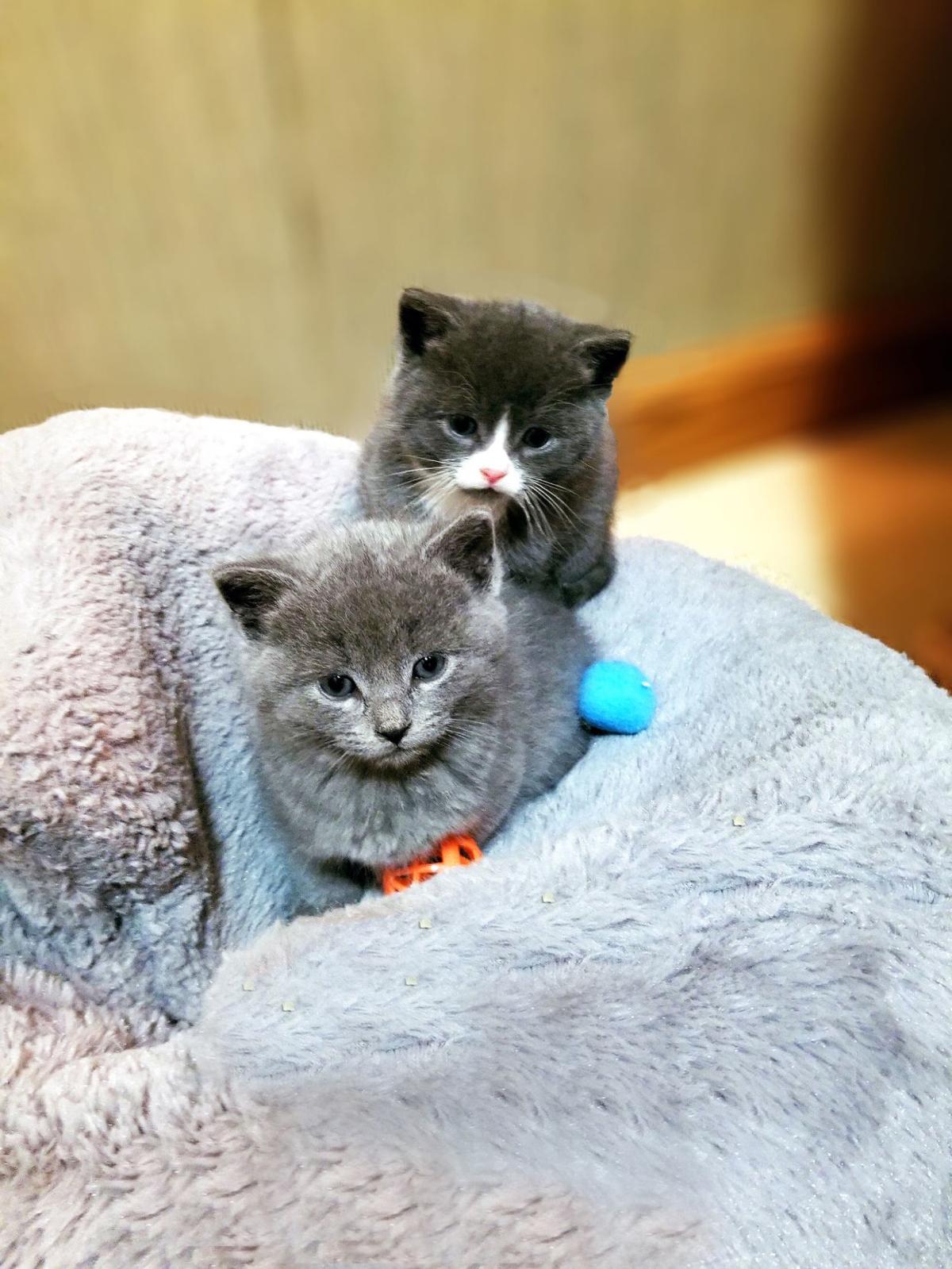 Purrfect Paws Cat Rescue Works To Curb Dubois Feral Feline